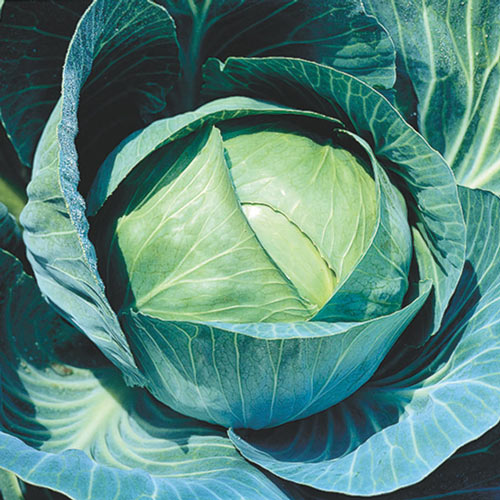 Cabbage