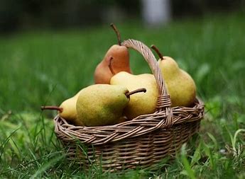 Bosc Pears (Quart)