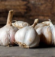 Garlic